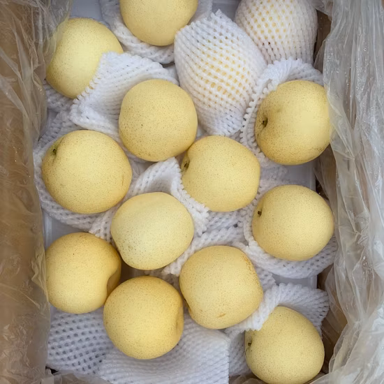 10kg 13.5kg Carton Fresh Juicy Gong Pears