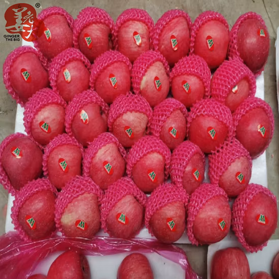 Saco de papel novo fresco de Shandong da colheita FUJI Red FUJI Apple